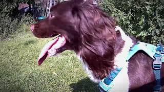 English Springer Spaniel FLOWS 4th Birthday Dog Walk