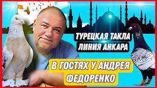 В гостях у Андрея Федоренко. Турецкая Такла линии Анкара. Бойные голуби России. Секреты о голубях.