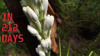 How to grow Tuberose