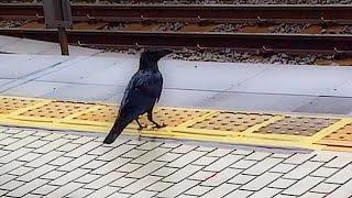 Crow Waits Train