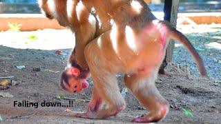 Sad story ! Poor Baby monkey MOKEN cries out loud - when he felling down from Mom so pity