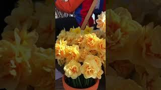 Daffodils at the Flower Parade - The Flower Parade of Holland