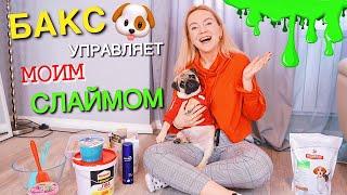 МОЯ СОБАКА УПРАВЛЯЕТ МОИМ СЛАЙМОМ   MY DOG PICKS MY SLIME INGREDIENTS  БАКС ЗУМ ДЕЛАТ ЛИЗУН