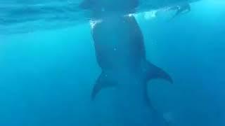 экскурсии в Мексике. плавание с китовыми акулами. Excursions in Cancun. Swimming with Whale Sharks