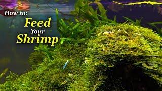 How Often You Should Feed Your Shrimp - Feeding Tips from the 480 Gallon