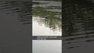 A bird that can run on water