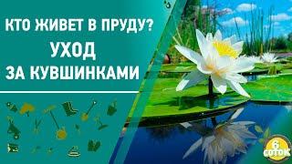 Кто живет в пруду? Уход за кувшинками. 6 соток 06.07.2020