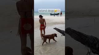 THE CUTEST ISLAND DOG#backpacking #kohrong #cambodia #islandlife #travelvlog #budget #lgbt #travel