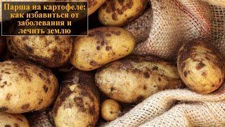 Парша на картофеле как избавиться от заболевания и лечить землю