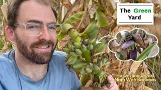 Harvesting Dwarf Nam Wah Banana's in Phoenix, AZ!