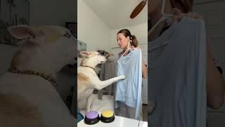 Letting my dog decide my outfit #dogshorts #dog #petowner #dogmom #pets #dogowner #style #fashion