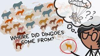 WHERE DID DINGOES COME FROM? | SCIENCE MINUTE