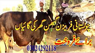Second Timer Friesian Cross Cholistani Cow Price / Luddan Mandi.PK