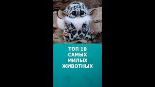 Топ 10 самых милых животных мира #шортс #жвотные #дикиеживотные #интересное #топ10 #shorts #комарик