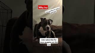#puppy #haveitoldyoulatelythatiloveyou #dogforlife #pitbulls #doglover