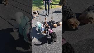 Miniature Schnauzer Meets Pack of Dogs
