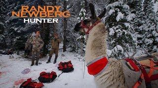 Llamas Will Extend My Backcountry Elk Hunting Days - Randy Newberg