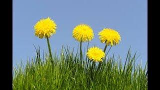 Jesus and the mystery of the dandelion 3