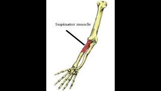 Two Minutes of Anatomy: Supinator Muscle