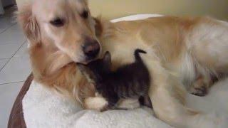 Super Cute Foster Kitten Snuggling & Licked Clean By Big Golden Retriever Dog (Kitten = 3 Weeks Old)