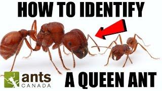 How To Identify a Queen Ant