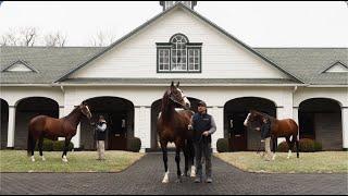 Spendthrift - Into Mischief Derby Legacy