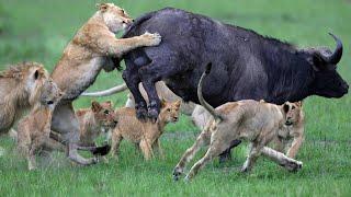 Lion Attack Buffalo In The Wild