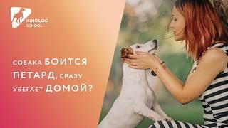 Собака боится петард, сразу убегает домой?