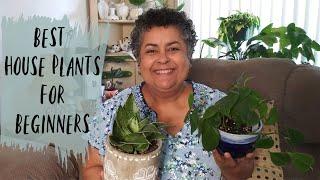 Best House Plants for Beginners | Easy Maintenance House plants
