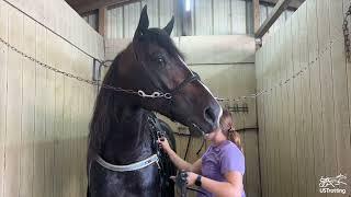 2024 Hambletonian Contenders • Marcus Melander • Security Protected & Date Night Hanover