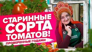 ПОДБОРКА СТАРЫХ ХОРОШИХ СОРТОВ ТОМАТОВ!