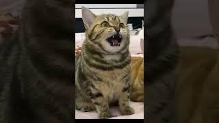 Catzilla
