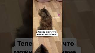 Написала пост про него в комментах. #кошки #домашниеживотные