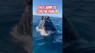 Why Do Whales Jump Like They Lost Their Mind?