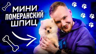 Мини померанский шпиц| Личный опыт владения| Все о породе