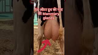 Normal mammary glands l dr Umar Khan