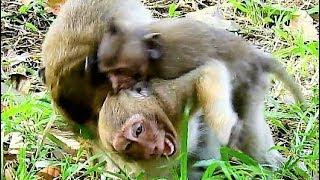 Sad Sweet Pea Much Hurt Babies and Friend Mistreat Bite Him | Pity Spoil Monkey Sweet Pea So Much.