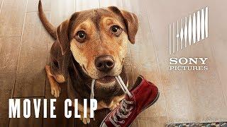 A Dog's Way Home - Go Home Movie Clip - At Cinemas Now