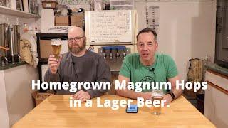 Homegrown Magnum Hops in a Pilsner Lager Beer - Brew Dudes