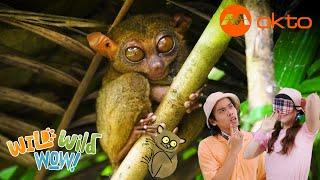 Wild TARSIER Animal KINGDOM Adventure  | Wild Wild Wow S3E02B | @mediacorpokto