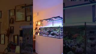 Illumagic x4 plus the vitamini super actinic strip light on a home #aquarium in action #shorts