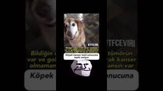 Kanser Olmadığını Öğrenen Köpeğin Sevinci