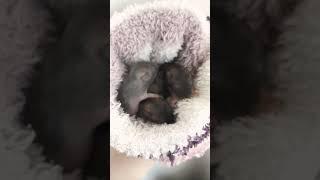 Джунгарские Хомячки / Djungarian Hamster . #хомячки #хомячок #хомяк