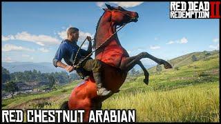 The RED CHESTNUT ARABIAN - Red Dead Redemption 2 Story Mode