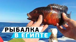 Морская рыбалка на Красном море! Египет, Хургада в декабре!