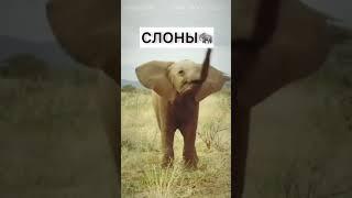 ЭТИ ЖИВОТНЫЕ ИСЧЕЗНУТ в 2025 ГОДУ #shorts