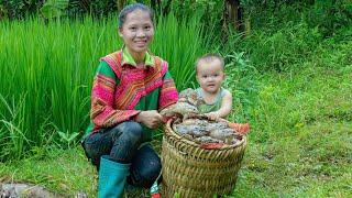 Heavy rain - Caught a big frog in the field - Tieu Ca & Han were separated for 2 days