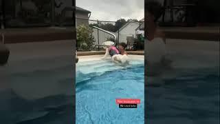 Primeiro vez da Nina na piscinaNina's first time at the pool #dog #funnyvideo #funnydogs #summer