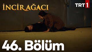 İncir Ağacı 46. Bölüm