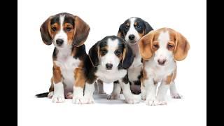 Dogs playing at Dogstown University in Deerfield Beach Florida.